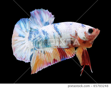 Betta Candy Nemo Halfmoon Plakat HMPK Male or Plakat Fighting Fish Splendens On Black Background. 65783248