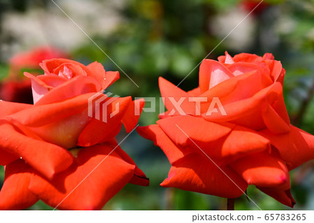 May rose May rose 65783265