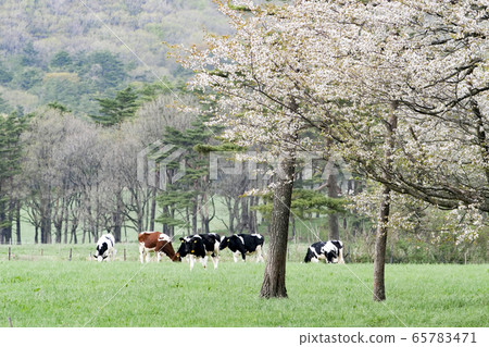 岩手縣牧場景觀寫真牛肉免費範圍 岩手縣牧場景觀寫真牛肉免費範圍 65783471