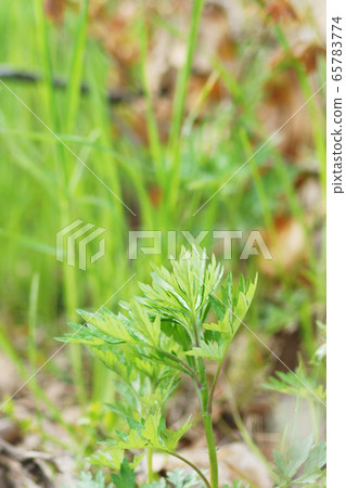 Spring mugwort "Yamasou" 65783774