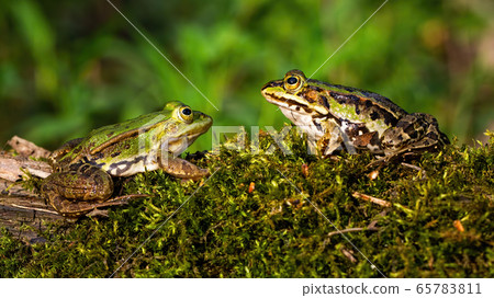 Pair of edible frog on a moss covered tree trunk in summer nature Pair of edible frog on a moss covered tree trunk in summer nature 65783811