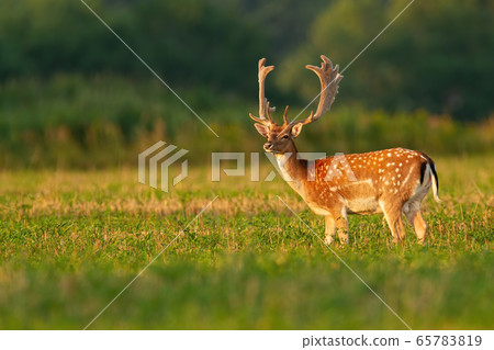 Male fallow deer stag with anglers in velvet on stubble field looking away Male fallow deer stag with anglers in velvet on stubble field looking away 65783819