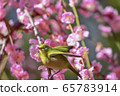 Japanese white-eye flying off a plum tree 65783914