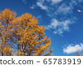 Fluttering in the autumn sky 65783919