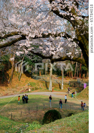 Ed Higan Cherry Blossom [Yorii Town, Saitama Prefecture Hachigata Castle Park] 65784018