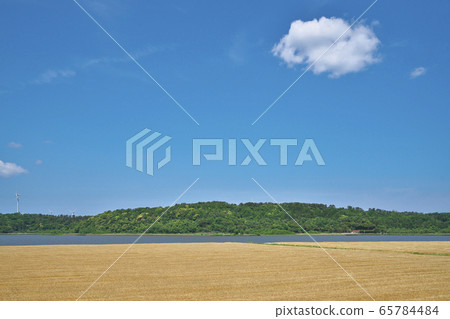 Barley field by the lake 65784484