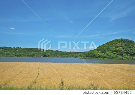 大麥場在湖邊 大麥場在湖邊 65784493