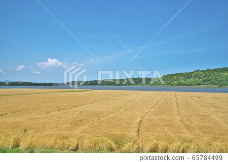大麥場在湖邊 大麥場在湖邊 65784499