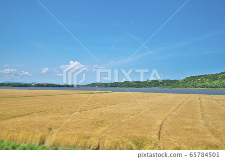 Barley field by the lake Barley field by the lake 65784501