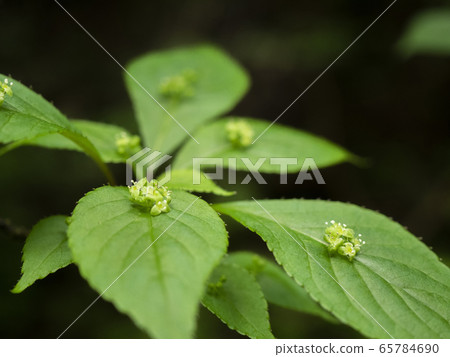 Hanaika Dak rose-up, macro found on Mount Kongo in spring Hanaika Dak rose-up, macro found on Mount Kongo in spring 65784690