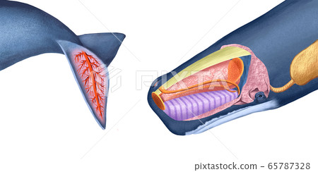 鯨魚結構 鯨魚結構 65787328