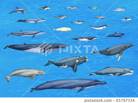 Refine the type of whale Refine the type of whale 65787334