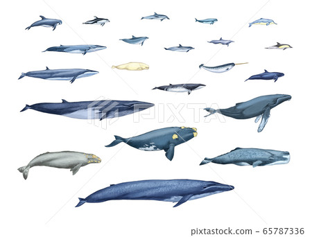 Refine the type of whale Refine the type of whale 65787336