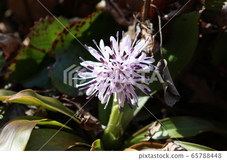Drosophila (Heloniopsis orientalis) native to the Japanese mountains 65788448