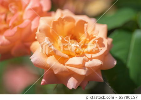 Rose of orange 65790157