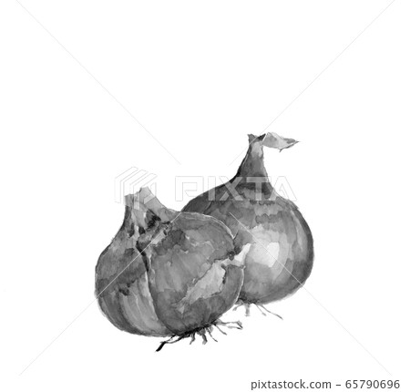 水彩2洋蔥，單調[墨水風格水彩] 65790696