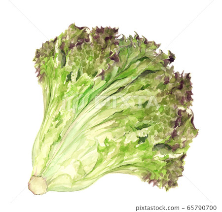 Watercolor sunny lettuce leafy vegetables 65790700
