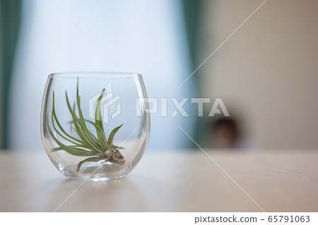 玻璃容器中的植物,時尚的內飾 玻璃容器中的植物,時尚的內飾 65791063