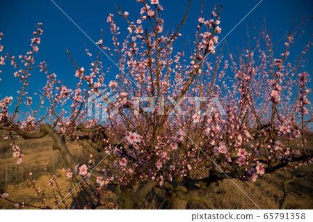 Blossom tree over nature background. Spring Blossom tree over nature background. Spring 65791358