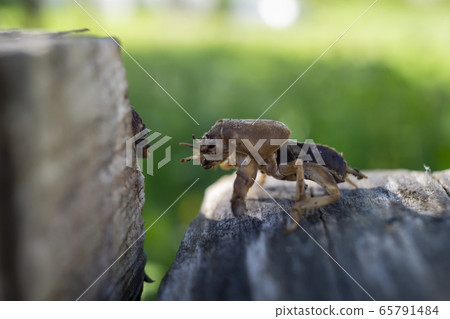 Mole cricket (Gryllotalpa gryllotalpa) 65791484