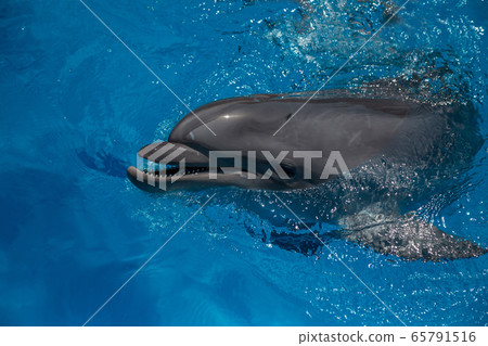 smiling dolphin in the pool with blue water smiling dolphin in the pool with blue water 65791516