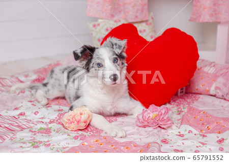 Australian Shepherd Aussie , 3 months old, sitting Australian Shepherd Aussie , 3 months old, sitting 65791552