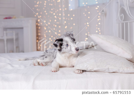 Australian Shepherd Aussie, 3 months old 65791553