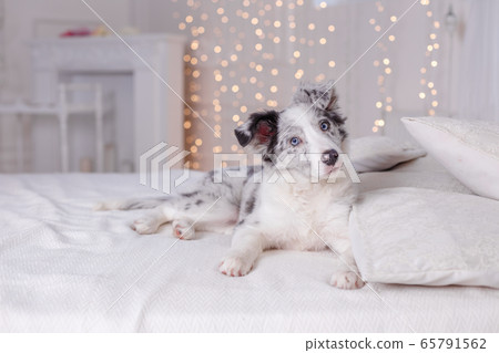 Australian Shepherd, 3 months old 65791562