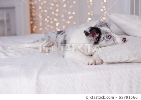 Australian Shepherd, 3 months old 65791566