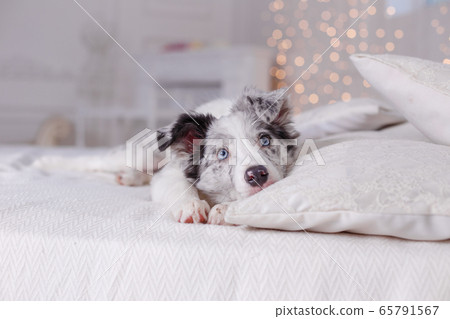 Australian Shepherd, 3 months old Australian Shepherd, 3 months old 65791567