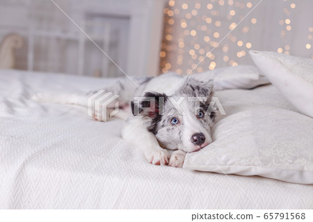 Australian Shepherd, 3 months old 65791568
