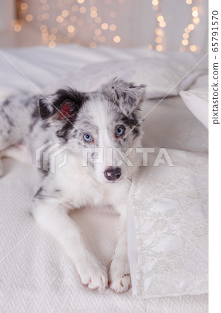Australian Shepherd, 3 months old Australian Shepherd, 3 months old 65791570