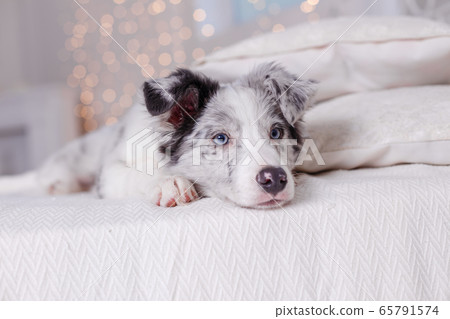 Australian Shepherd, 3 months old 65791574
