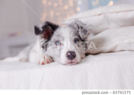Australian Shepherd, 3 months old 65791575