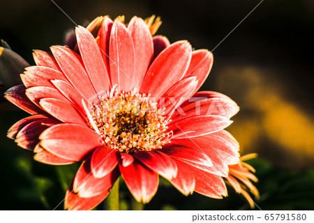 Gerbera 65791580