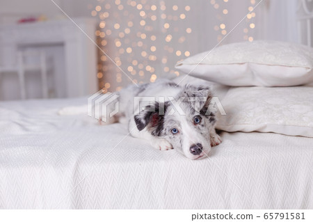 Australian Shepherd, 3 months old Australian Shepherd, 3 months old 65791581