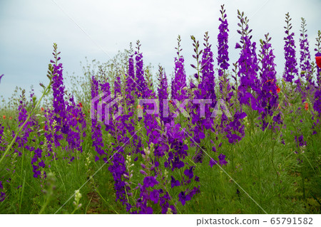 Purple flower field background under cloudy sky 65791582