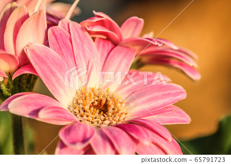 雛菊 雛菊 65791723