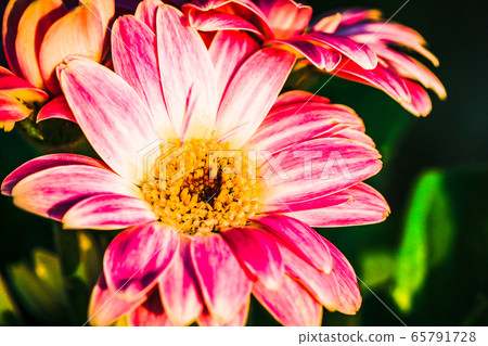Gerbera 65791728