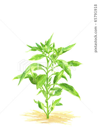青椒葉和芽[水彩] 65791918