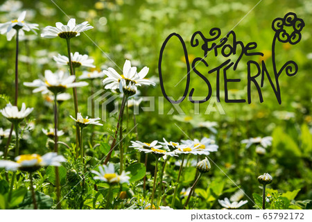 Daisy Flower Meadow, Calligraphy Frohe Ostern 65792172