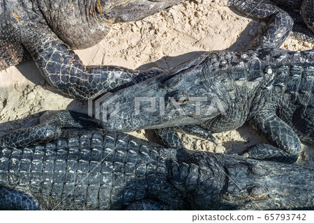 American Alligators lie on the sand in the park 65793742