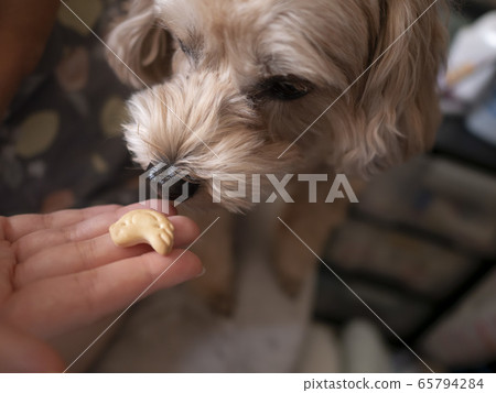 A cute small dog that receives a snack biscuit from a woman [Malpu] 65794284