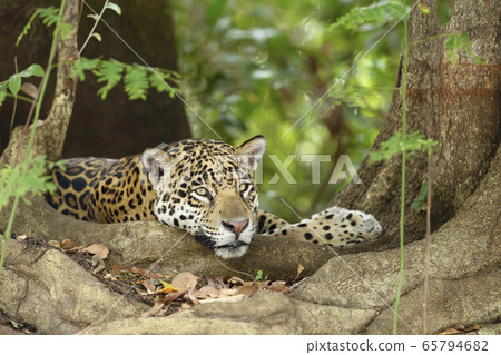 Jaguar lying by a tree roots on a river bank 65794682