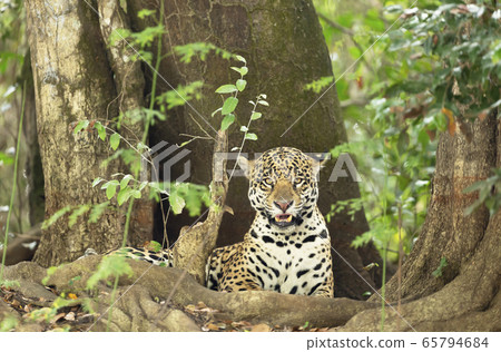 Jaguar lying by a tree on a river bank 65794684
