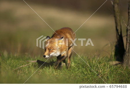 Close up of a red fox walking in green grass Close up of a red fox walking in green grass 65794688