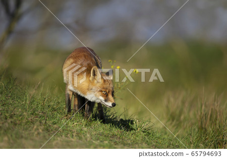 Red fox standing in the meadow Red fox standing in the meadow 65794693