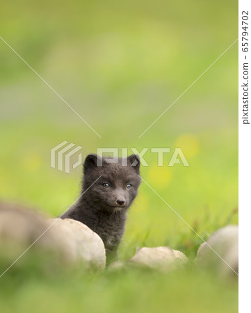 Cute Arctic fox cub hiding behind rocks in the meadow Cute Arctic fox cub hiding behind rocks in the meadow 65794702