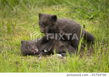 Close up of two playful Arctic Fox cubs Close up of two playful Arctic Fox cubs 65794706