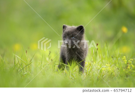 Cute Arctic fox cub in the meadow Cute Arctic fox cub in the meadow 65794712